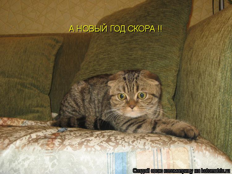 А НОВЫЙ ГОД СКОРА !!... Котоматрица: А НОВЫЙ ГОД СКОРА !!