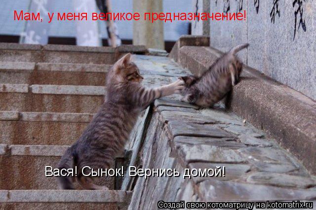 Вася! Сынок! Вернись домой! Мам, у меня великое предназначение!... Котоматрица: Вася! Сынок! Вернись домой! Мам, у меня великое предназначение!