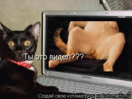 Ты это видел???... Котоматрица: Ты это видел???
