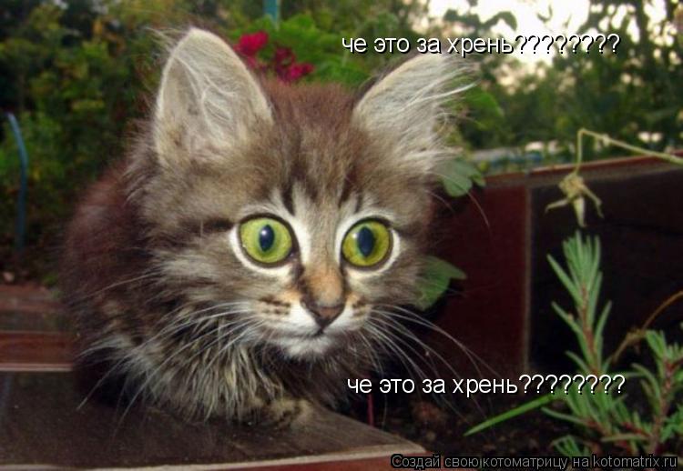 че это за хрень???????? че это за хрень????????... Котоматрица: че это за хрень???????? че это за хрень????????