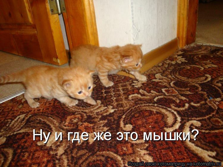 Ну и где же это мышки?... Котоматрица: Ну и где же это мышки?