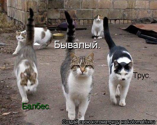Котоматрица: Бывалый. Трус. Балбес.