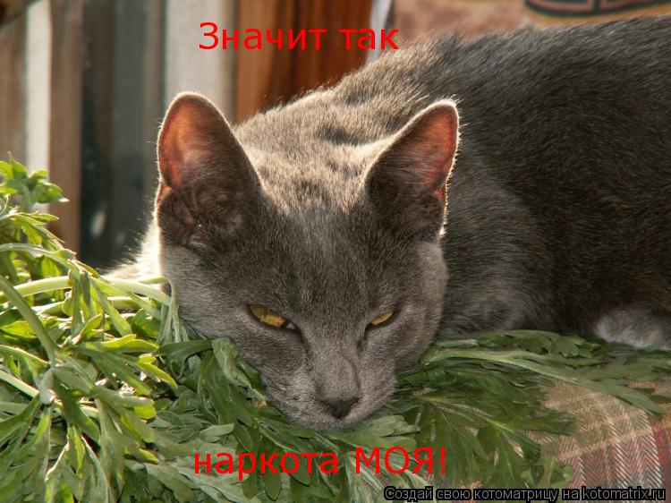 Значит так наркота МОЯ!... Котоматрица: Значит так наркота МОЯ!