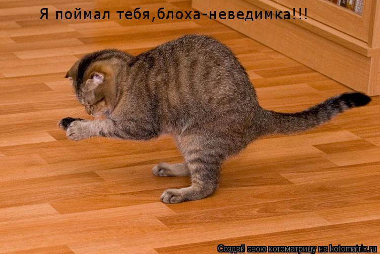Я поймал тебя,блоха-неведимка!!!... Котоматрица: Я поймал тебя,блоха-неведимка!!!