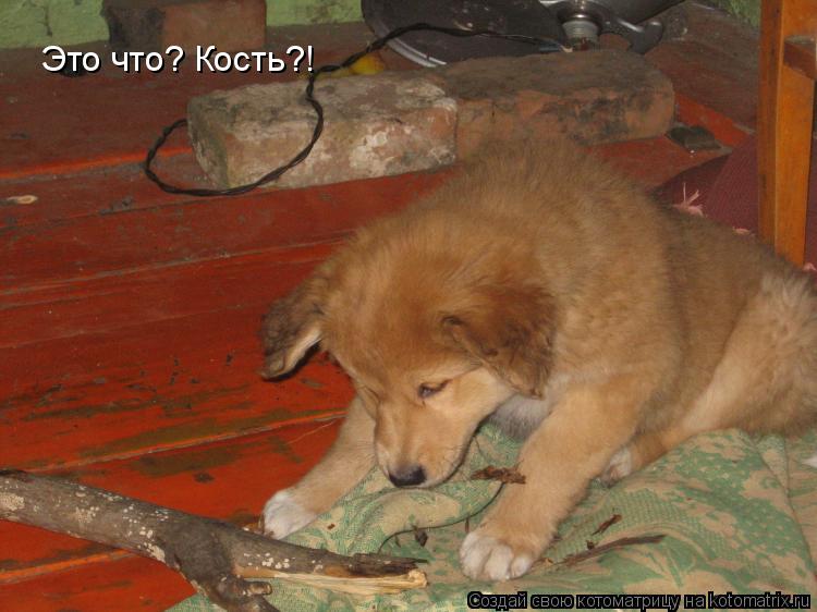 Котоматрица: Это что? Кость?!