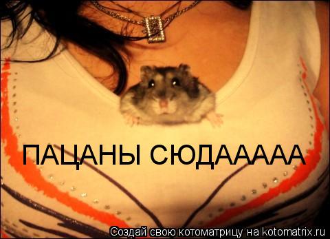 ПАЦАНЫ СЮДААААА... Котоматрица: ПАЦАНЫ СЮДААААА