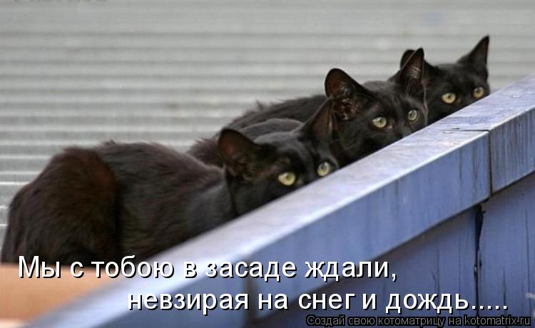 Мы с тобою в засаде ждали, невзирая на снег и дождь........ Котоматрица: Мы с тобою в засаде ждали, невзирая на снег и дождь.....