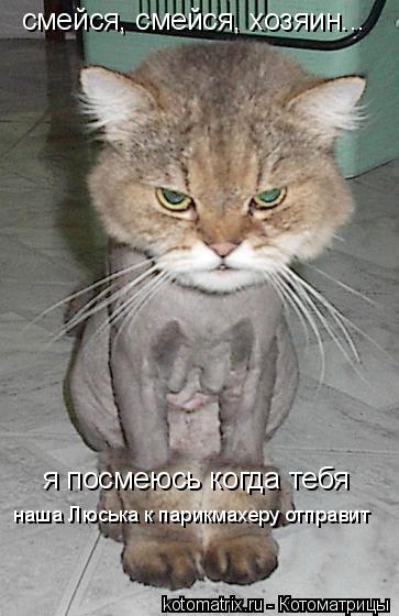 Котоматрица: смейся, смейся, хозяин... я посмеюсь когда тебя наша Люська к парикмахеру отправит
