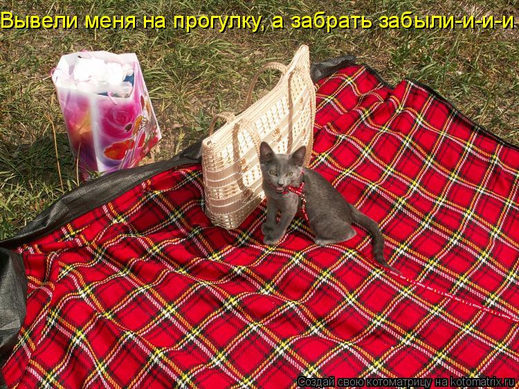 Вывели меня на прогулку, а забрать забыли-и-и-и !!!!... Котоматрица: Вывели меня на прогулку, а забрать забыли-и-и-и !!!!