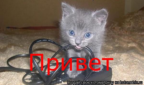 Котоматрица: Привет