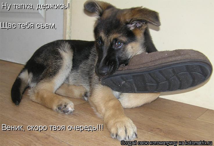 Ну тапка, держись! Щас тебя съем, Веник, скоро твоя очередь!!!... Котоматрица: Ну тапка, держись! Щас тебя съем, Веник, скоро твоя очередь!!!