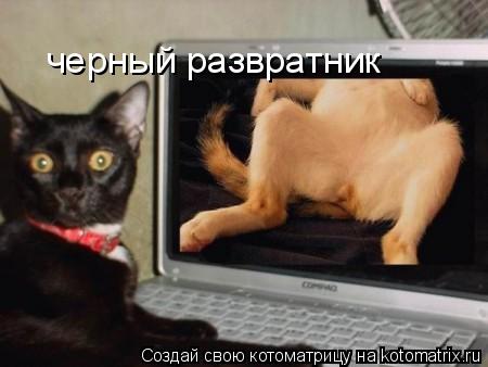 черный развратник... Котоматрица: черный развратник