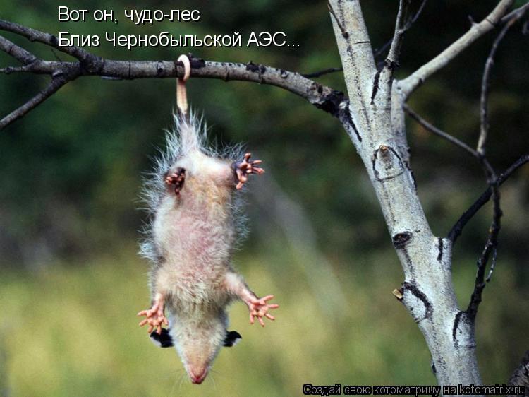 Вот он, чудо-лес Близ Чернобыльской АЭС...... Котоматрица: Вот он, чудо-лес Близ Чернобыльской АЭС...