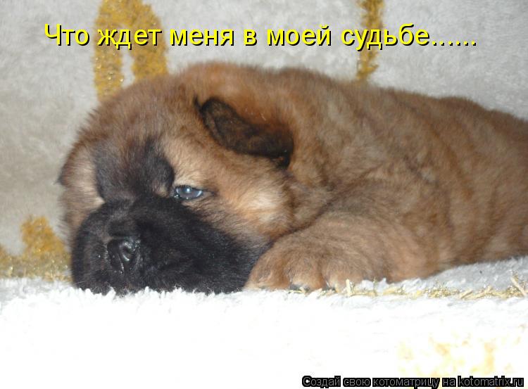 Что ждет меня в моей судьбе......... Котоматрица: Что ждет меня в моей судьбе......