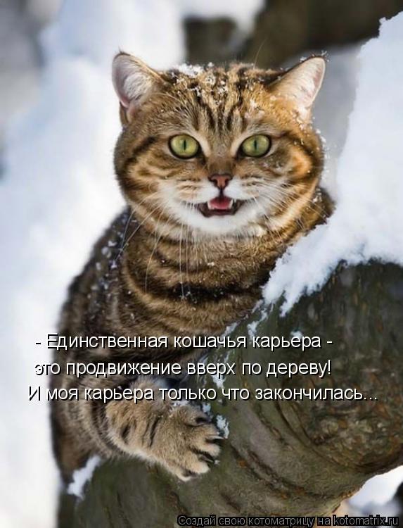- Единственная кошачья карьера - это продвижение вверх по дереву! И моя карьера только что закончила... Котоматрица: - Единственная кошачья карьера - это продвижение вверх по дереву! И моя карьера только что закончилась...