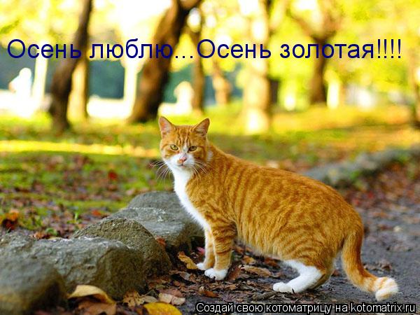 Осень люблю...Осень золотая!!!!... Котоматрица: Осень люблю...Осень золотая!!!!