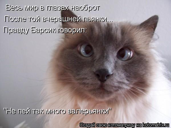 Весь мир в глазах наоброт После той вчерашней пьянки... "Не пей так много валерьянки" Правду Барсик г... Котоматрица: Весь мир в глазах наоброт После той вчерашней пьянки... "Не пей так много валерьянки" Правду Барсик говорил: