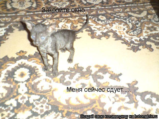 Закройте окно... Меня сейчес сдует........ Котоматрица: Закройте окно... Меня сейчес сдует.....