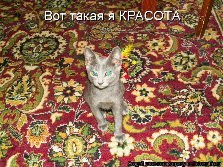 Вот такая я КРАСОТА... Котоматрица: Вот такая я КРАСОТА