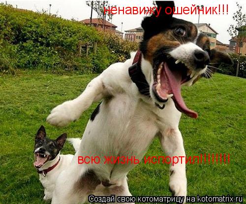 ненавижу ошейник!!! всю жизнь испортил!!!!!!!!... Котоматрица: ненавижу ошейник!!! всю жизнь испортил!!!!!!!!