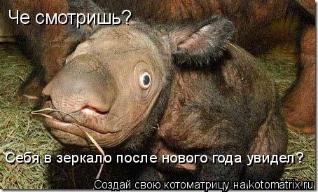 Че смотришь? Себя в зеркало после нового года увидел?... Котоматрица: Че смотришь? Себя в зеркало после нового года увидел?