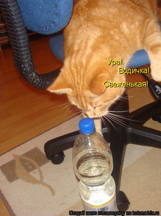 Ура! Водичка! Свеженькая!... Котоматрица: Ура! Водичка! Свеженькая!