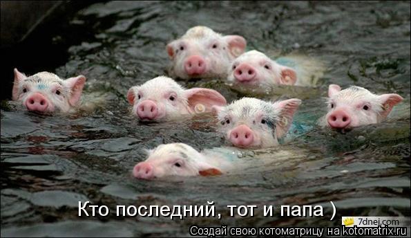 Котоматрица: Кто последний, тот и папа )