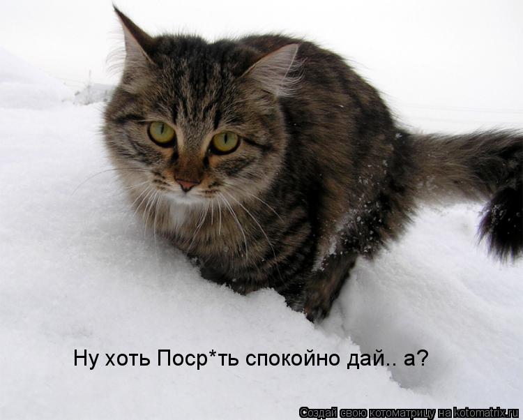 Ну хоть Поср*ть спокойно дай.. а?... Котоматрица: Ну хоть Поср*ть спокойно дай.. а?