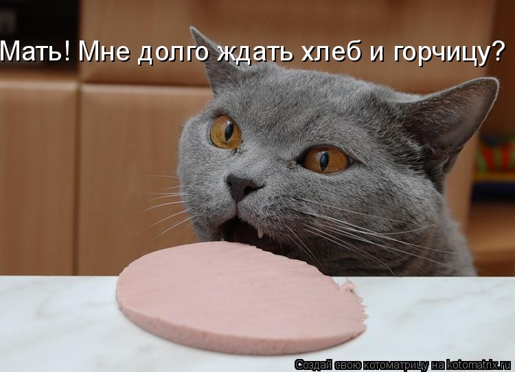 Мать! Мне долго ждать хлеб и горчицу?... Котоматрица: Мать! Мне долго ждать хлеб и горчицу?