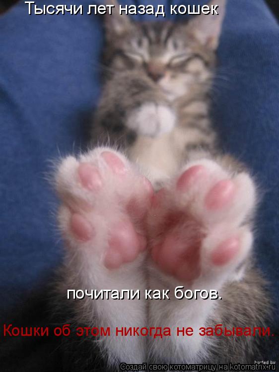 Тысячи лет назад кошек почитали как богов. Кошки об этом никогда не забывали.... Котоматрица: Тысячи лет назад кошек почитали как богов. Кошки об этом никогда не забывали.