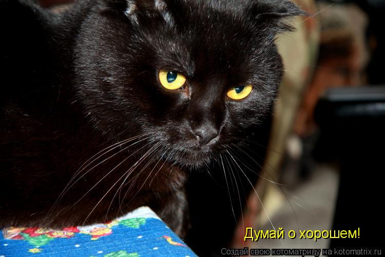 Думай о хорошем!... Котоматрица: Думай о хорошем!