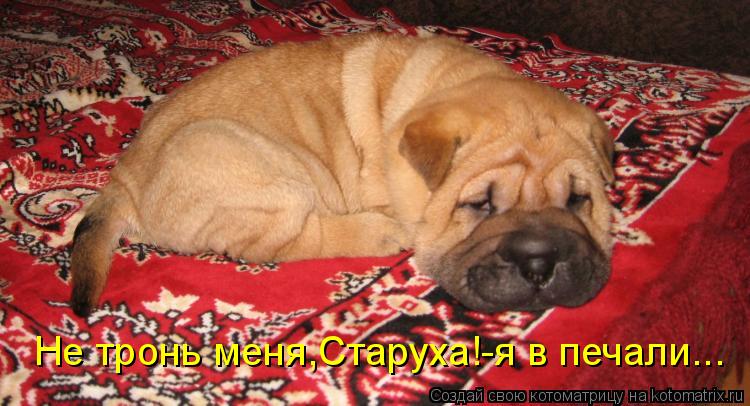 Не тронь меня,Старуха!-я в печали...... Котоматрица: Не тронь меня,Старуха!-я в печали...