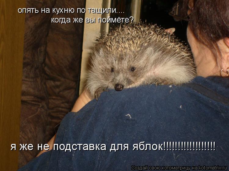 опять на кухню по тащили.... когда же вы поймёте? я же не подставка для яблок!!!!!!!!!!!!!!!!!!... Котоматрица: опять на кухню по тащили.... когда же вы поймёте? я же не подставка для яблок!!!!!!!!!!!!!!!!!!