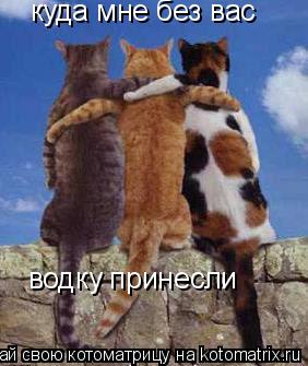 куда мне без вас водку принесли... Котоматрица: куда мне без вас водку принесли