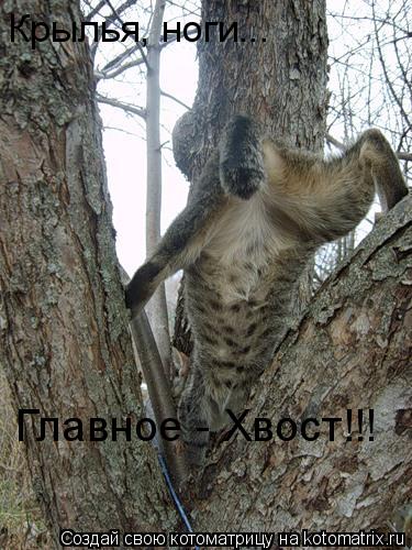 Крылья, ноги... Главное - Хвост!!!... Котоматрица: Крылья, ноги... Главное - Хвост!!!