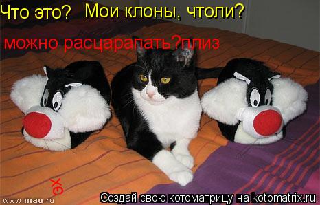 Что это? Мои клоны, чтоли? можно расцарапать?плиз эх эх... Котоматрица: Что это? Мои клоны, чтоли? можно расцарапать?плиз эх эх