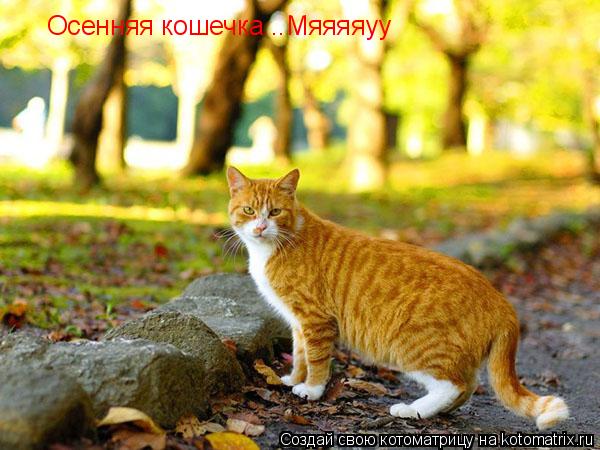 Осенняя кошечка...Мяяяяуу... Котоматрица: Осенняя кошечка...Мяяяяуу