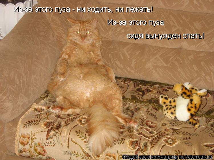 Из-за этого пуза - ни ходить, ни лежать! Из-за этого пуза сидя вынужден спать!... Котоматрица: Из-за этого пуза - ни ходить, ни лежать! Из-за этого пуза сидя вынужден спать!