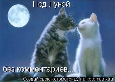 Под Луной... без комментариев...... Котоматрица: Под Луной... без комментариев...