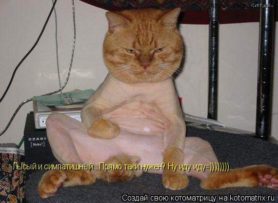 Лысый и симпатишный...Прямо таки нужен? Ну иду иду=))))))))... Котоматрица: Лысый и симпатишный...Прямо таки нужен? Ну иду иду=))))))))