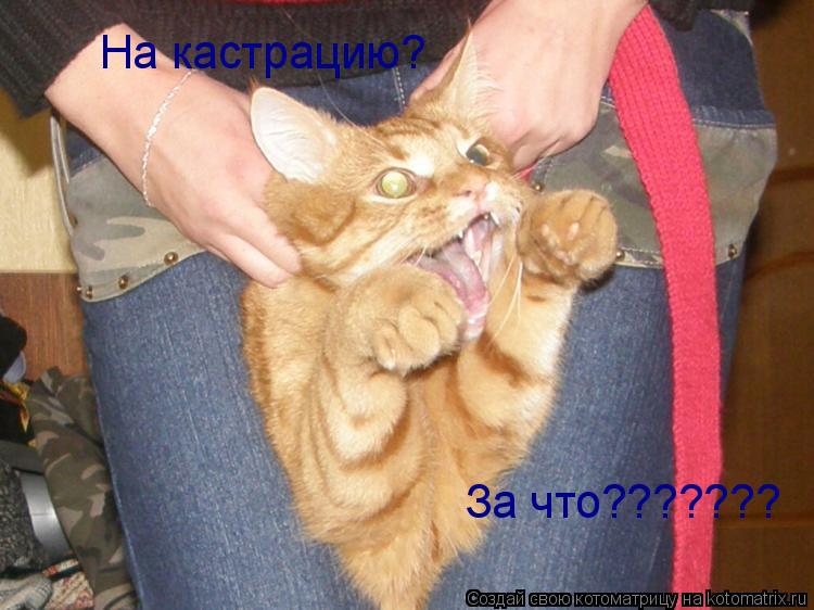На кастрацию? За что???????... Котоматрица: На кастрацию? За что???????