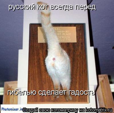 Котоматрица: русский кот всегда перед  гибелью сделает гадость