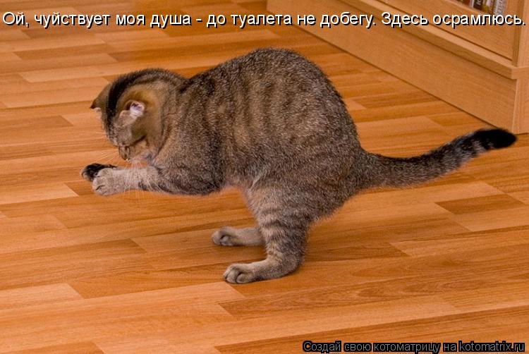 Котоматрица: Ой, чуйствует моя душа - до туалета не добегу. Здесь осрамлюсь.