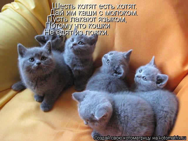 Котоматрица: Шесть котят есть хотят. Дай им каши с молоком. Пусть лакают языком, Потому что кошки Не едят из ложки.