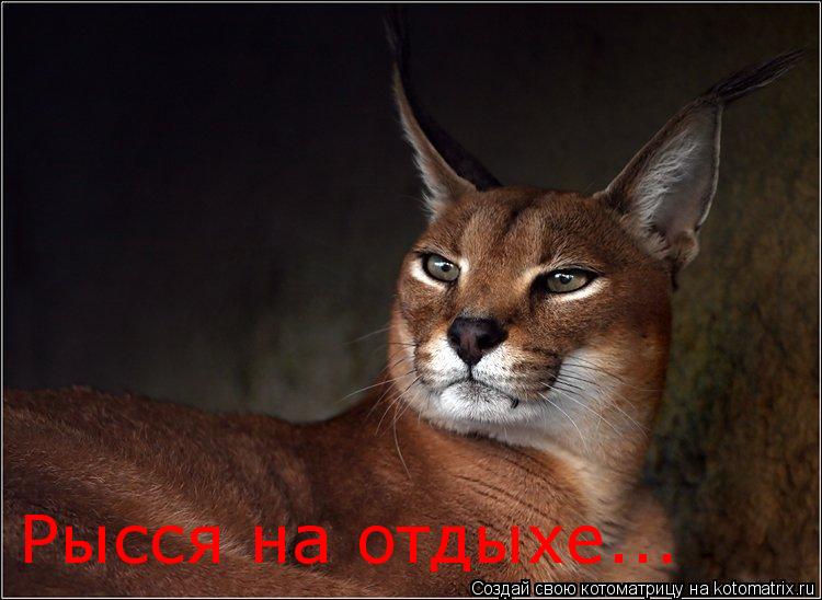 Котоматрица: Рысся на отдыхе...