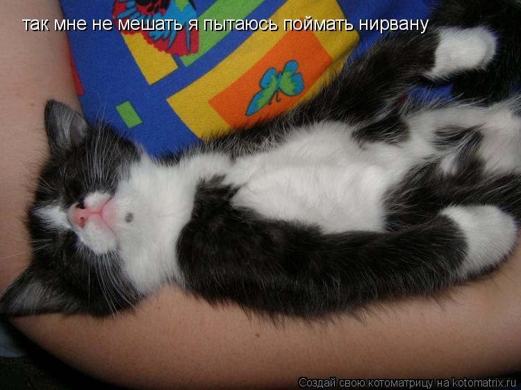 Котоматрица: так мне не мешать я пытаюсь поймать нирвану