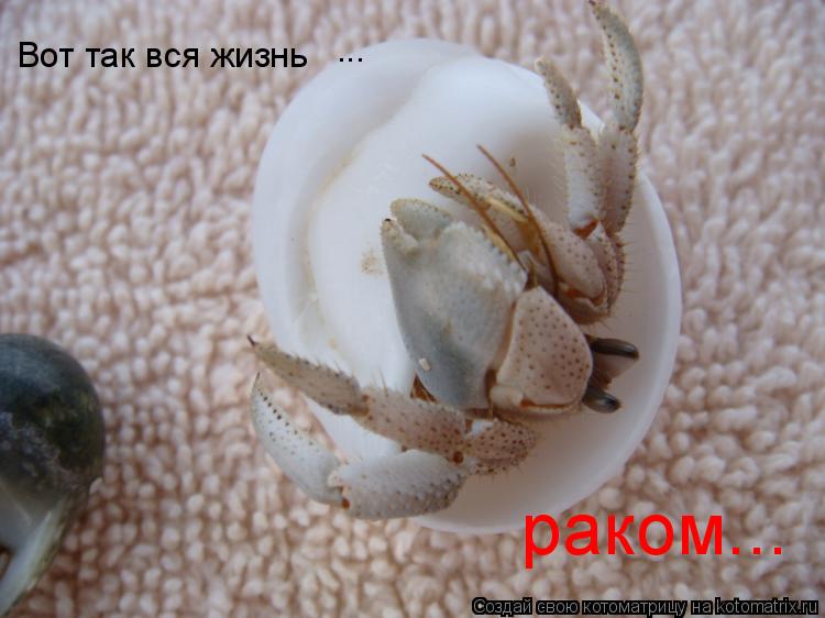 Котоматрица: Вот так вся жизнь раком... ...