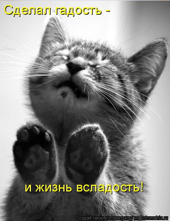 Сделал гадость - и жизнь всладость!... Котоматрица: Сделал гадость - и жизнь всладость!