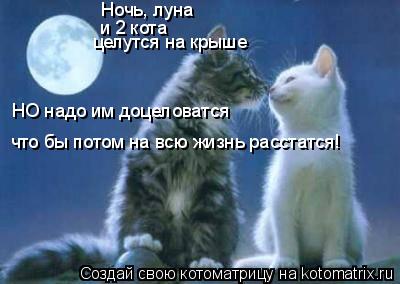 Котоматрица: Ночь, луна и 2 кота целутся на крыше НО надо им доцеловатся что бы потом на всю жизнь расстатся!
