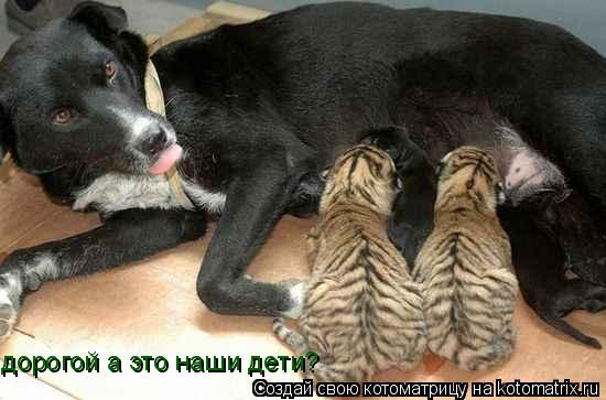 Котоматрица: дорогой а это наши дети?